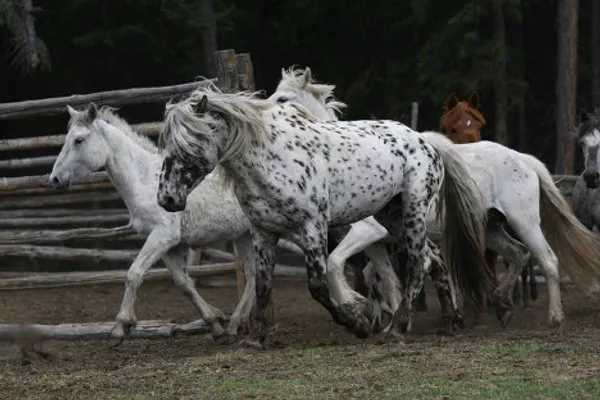 Caballos “dálmatas” de Altái Caballos “dálmatas” de Altái - Sputnik Mundo