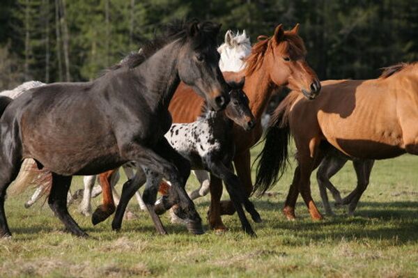 Caballos “dálmatas” de Altái  - Sputnik Mundo