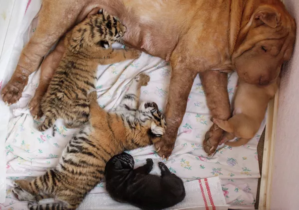 Perra Shar Pei alimenta a dos tigres recién nacidos en zoológico de Rusia Perra Shar Pei alimenta a dos tigres recién nacidos en zoológico de Rusia - Sputnik Mundo