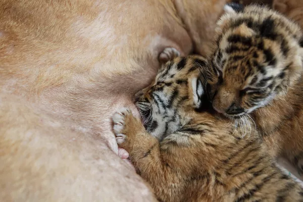 Perra Shar Pei alimenta a dos tigres recién nacidos en zoológico de Rusia Perra Shar Pei alimenta a dos tigres recién nacidos en zoológico de Rusia - Sputnik Mundo