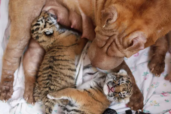Perra Shar Pei  alimenta a dos tigres recién nacidos en zoológico de Rusia - Sputnik Mundo