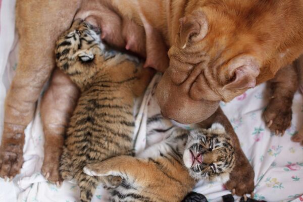 Perra Shar Pei  alimenta a dos tigres recién nacidos en zoológico de Rusia - Sputnik Mundo