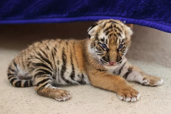 Perra Shar Pei alimenta a dos tigres recién nacidos en zoológico de Rusia Perra Shar Pei alimenta a dos tigres recién nacidos en zoológico de Rusia - Sputnik Mundo