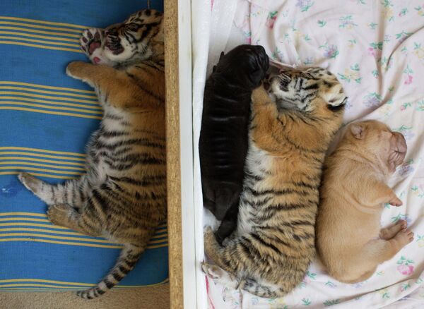 Perra Shar Pei  alimenta a dos tigres recién nacidos en zoológico de Rusia - Sputnik Mundo