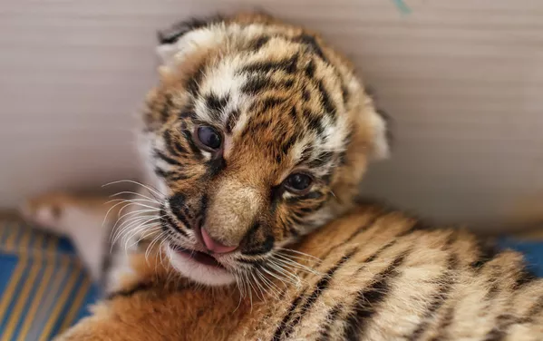 Perra Shar Pei alimenta a dos tigres recién nacidos en zoológico de Rusia Perra Shar Pei alimenta a dos tigres recién nacidos en zoológico de Rusia - Sputnik Mundo