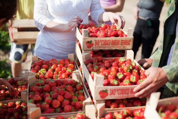 Un día en la plantación de fresas - Sputnik Mundo