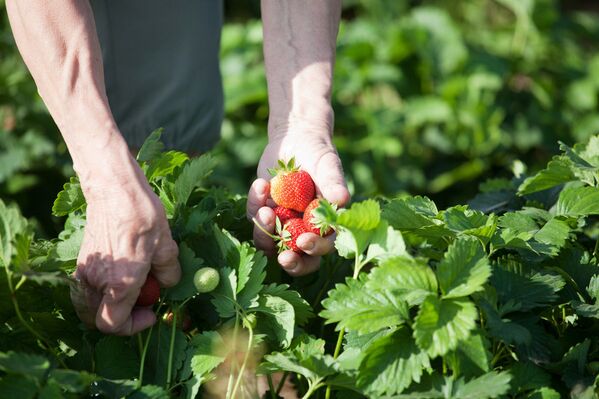 Un día en la plantación de fresas - Sputnik Mundo