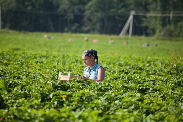Un día en la plantación de fresas - Sputnik Mundo