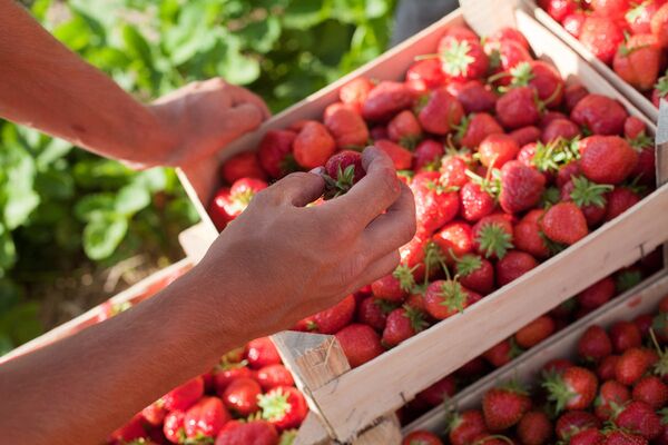 Un día en la plantación de fresas - Sputnik Mundo