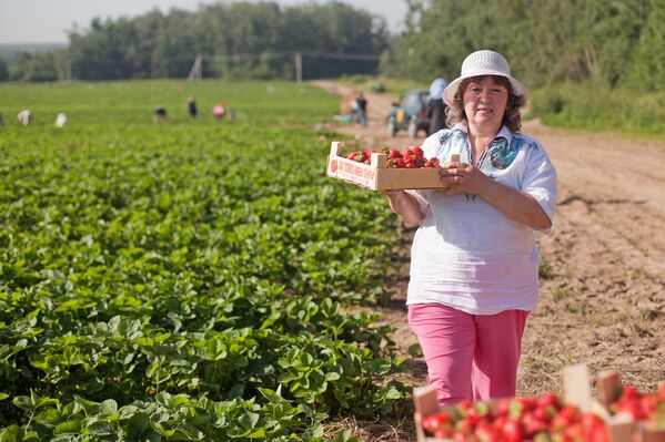 Un día en la plantación de fresas - Sputnik Mundo