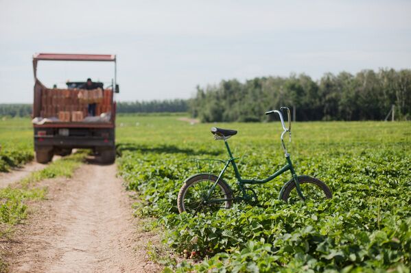 Un día en la plantación de fresas - Sputnik Mundo