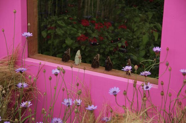 Jardines del mundo en  la exposición floral de Hampton Court - Sputnik Mundo