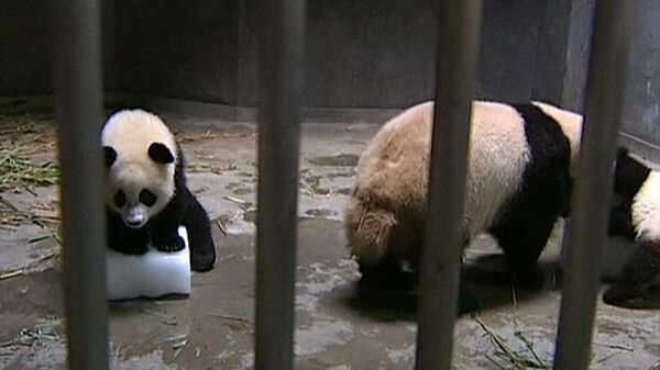 Cachorros de panda juegan con trozos de hielo para escapar del calor - Sputnik Mundo