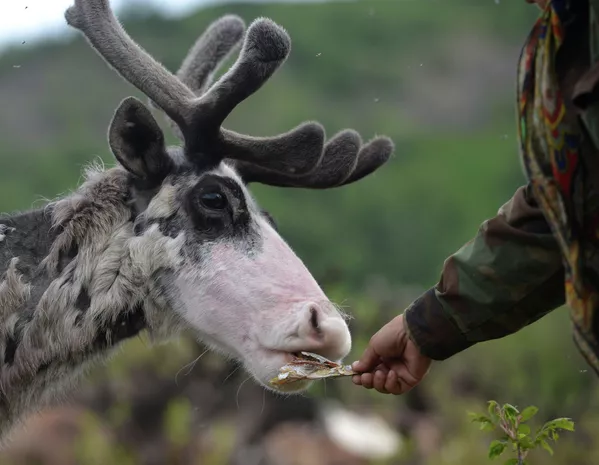 Campamento veraniego de criadores de renos en Kamchatka Campamento veraniego de criadores de renos en Kamchatka - Sputnik Mundo