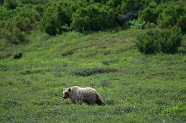 Campamento veraniego de criadores de renos en Kamchatka Campamento veraniego de criadores de renos en Kamchatka - Sputnik Mundo