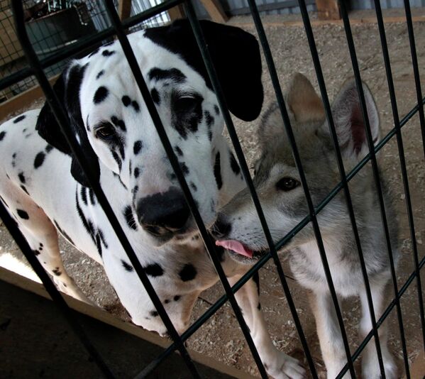 Сachorra de lobo Rapunzel y su mamá adoptiva en el zoológico de Vladivostok - Sputnik Mundo