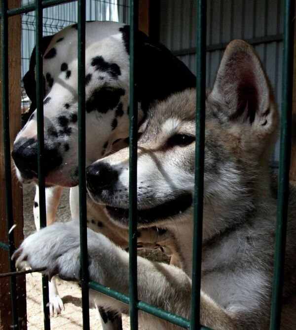 Сachorra de lobo Rapunzel y su mamá adoptiva en el zoológico de Vladivostok - Sputnik Mundo