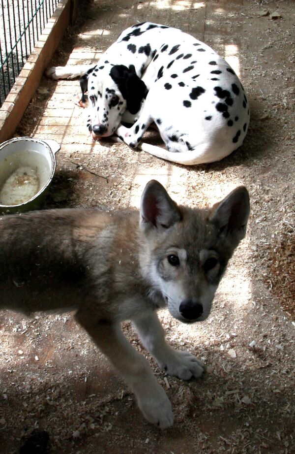 Сachorra de lobo Rapunzel y su mamá adoptiva en el zoológico de Vladivostok - Sputnik Mundo