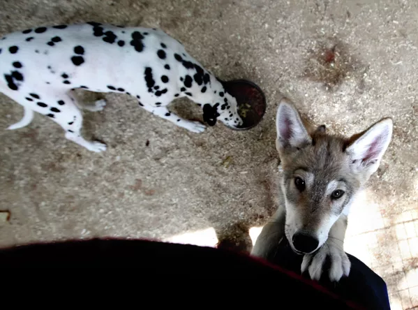 Сachorra de lobo Rapunzel y su mamá adoptiva en el zoológico de Vladivostok - Sputnik Mundo