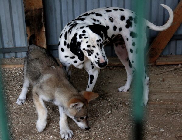 Сachorra de lobo Rapunzel y su mamá adoptiva en el zoológico de Vladivostok - Sputnik Mundo