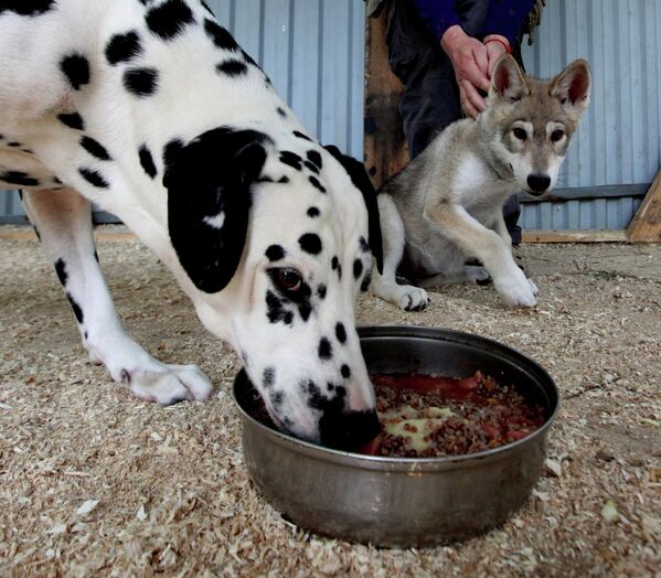 Сachorra de lobo Rapunzel y su mamá adoptiva en el zoológico de Vladivostok - Sputnik Mundo