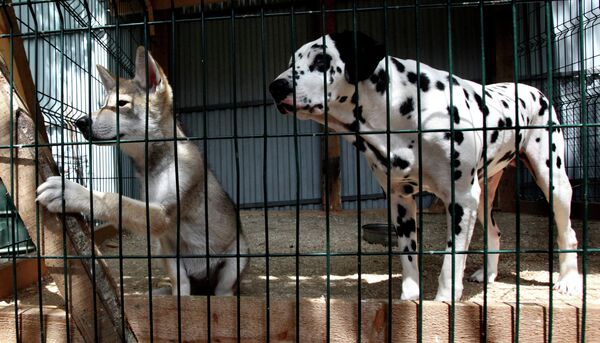 Сachorra de lobo Rapunzel y su mamá adoptiva en el zoológico de Vladivostok - Sputnik Mundo