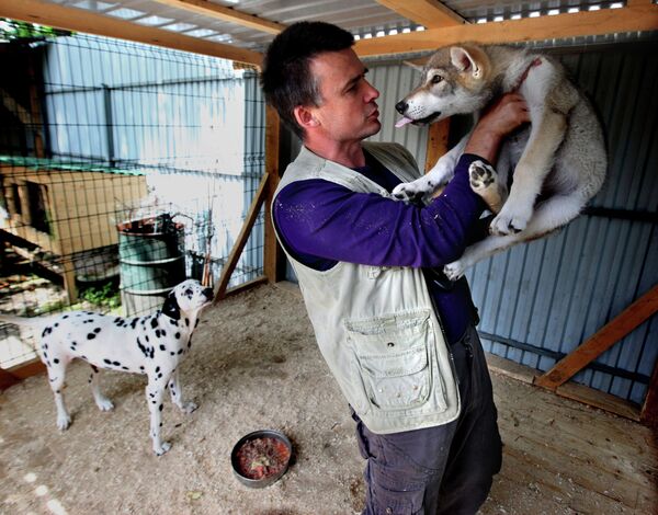 Сachorra de lobo Rapunzel y su mamá adoptiva en el zoológico de Vladivostok - Sputnik Mundo