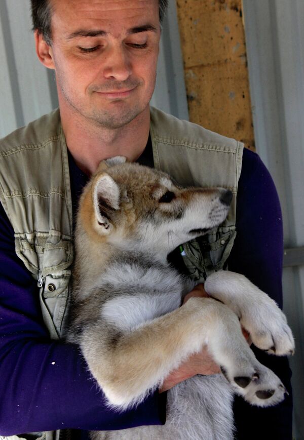 Сachorra de lobo Rapunzel y su mamá adoptiva en el zoológico de Vladivostok - Sputnik Mundo