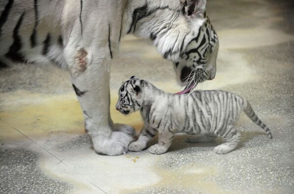 Tres cachorros de tigre blanco nacen en el zoológico de Ekaterimburgo - Sputnik Mundo