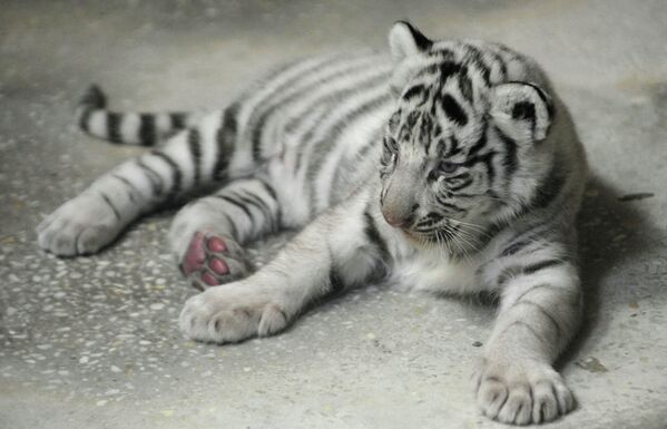 Tres cachorros de tigre blanco nacen en el zoológico de Ekaterimburgo - Sputnik Mundo