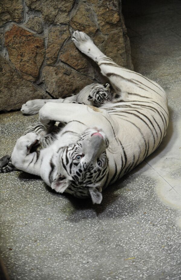 Tres cachorros de tigre blanco nacen en el zoológico de Ekaterimburgo - Sputnik Mundo