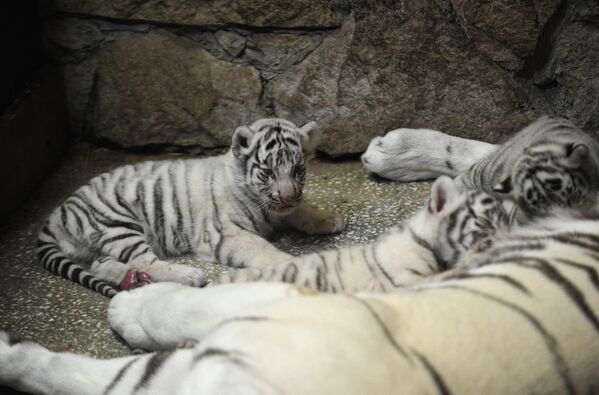 Tres cachorros de tigre blanco nacen en el zoológico de Ekaterimburgo - Sputnik Mundo