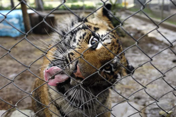 Animales regalados a Vladímir Putin Animales regalados a Vladímir Putin - Sputnik Mundo