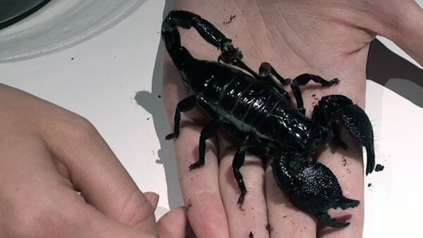 Arañas y alacranes “escalan” por una guía del museo en Nueva York - Sputnik Mundo