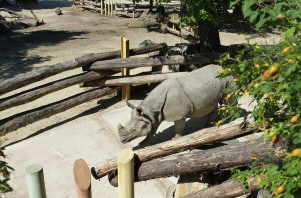 Los zoológicos más antiguos del mundo y sus habitantes exóticos - Sputnik Mundo