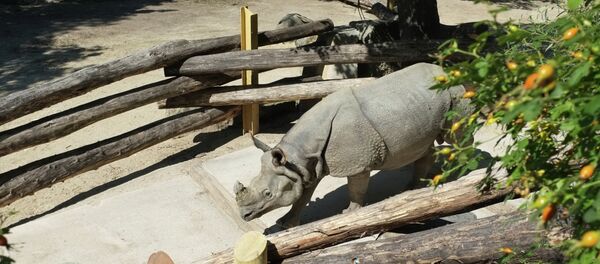Un rinoceronte - Sputnik Mundo