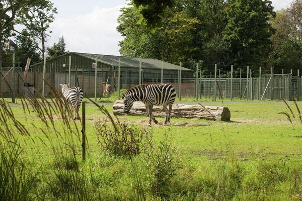 Los zoológicos más antiguos del mundo y sus habitantes exóticos - Sputnik Mundo