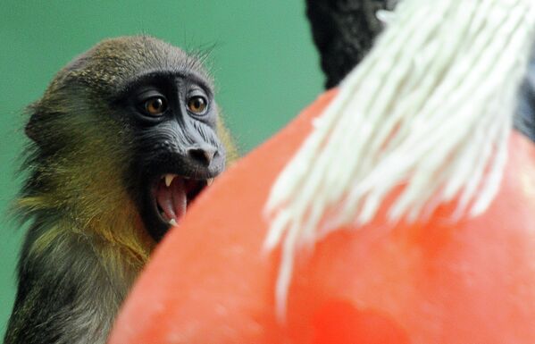 Los zoológicos más antiguos del mundo y sus habitantes exóticos - Sputnik Mundo