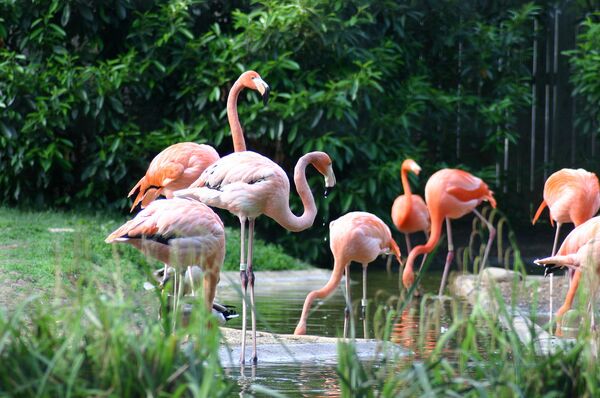 Los zoológicos más antiguos del mundo y sus habitantes exóticos - Sputnik Mundo