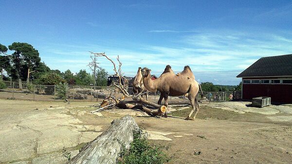 Los zoológicos más antiguos del mundo y sus habitantes exóticos - Sputnik Mundo