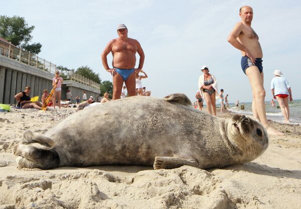 Foca del Báltico toma el sol en la playa de Kaliningrado - Sputnik Mundo