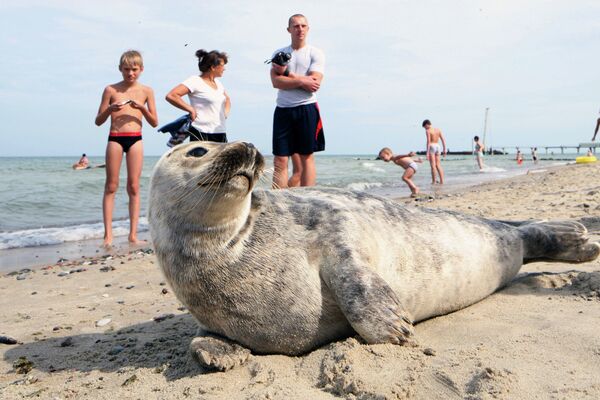 Foca del Báltico toma el sol en la playa de Kaliningrado - Sputnik Mundo