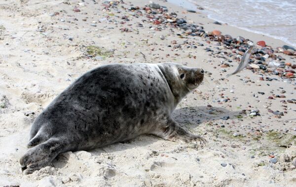 Foca del Báltico toma el sol en la playa de Kaliningrado - Sputnik Mundo