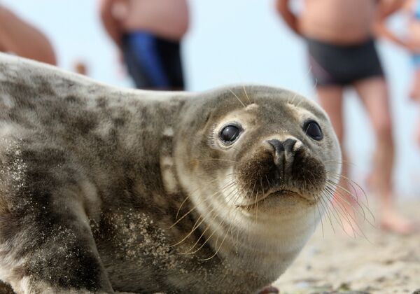 Foca del Báltico toma el sol en la playa de Kaliningrado - Sputnik Mundo