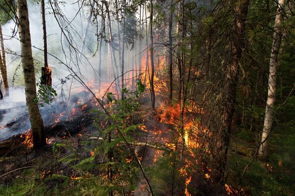 Incendio forestal - Sputnik Mundo