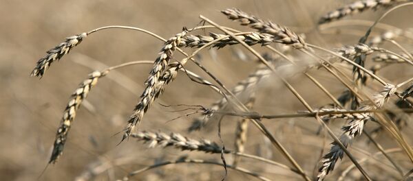 Trigo - Sputnik Mundo