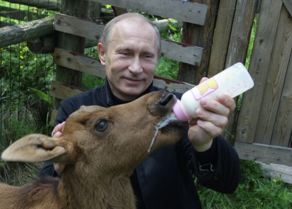 Vladímir Putin en el mundo animal - Sputnik Mundo