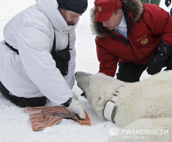 Vladímir Putin en el mundo animal - Sputnik Mundo