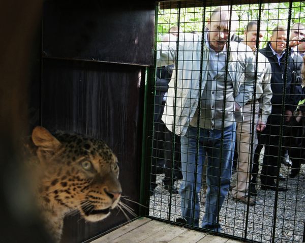 Vladímir Putin en el mundo animal - Sputnik Mundo