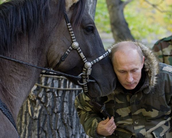 Vladímir Putin en el mundo animal - Sputnik Mundo